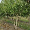 Heptacodium miconioides - 2