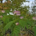 Albizia julibrissin - 2