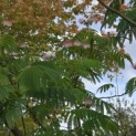 Albizia julibrissin - 3