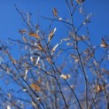 Tilia cordata 'Oldenbelt' - 3