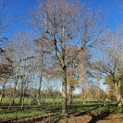 Tilia cordata 'Oldenbelt' - 4