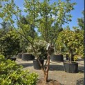 Acer griseum - 2