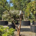 Acer griseum - 1
