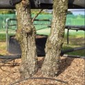 Quercus ilex - Foto 4