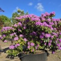 Rhododendron 'Catawbiense Grandiflorum' - 2