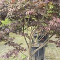 Acer palmatum 'Bloodgood' - 3