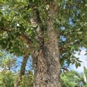 Quercus suber - 4