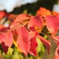Parrotia persica