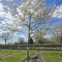 Amelanchier lamarckii - 4