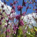 Cercis siliquastrum - 1