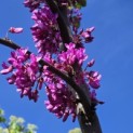 Cercis siliquastrum - 2