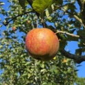 Malus domestica 'Rode Boskoop' - Foto 1