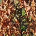 Fagus sylvatica - 7