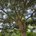 Pinus sylvestris - 7