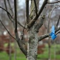 Cercidiphyllum japonicum - 1
