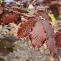 Fagus sylvatica 'Atropunicea' - Foto 5