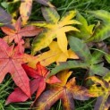 Liquidambar styraciflua 'Palo Alto' - impressie diverse bladtinten herfst