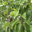 Magnolia sieboldii - 4