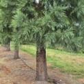 Sequoiadendron giganteum - Foto 5