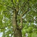 Liquidambar styraciflua - 1