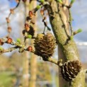 Larix kaempferi 'Diana' - 2