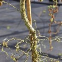 Larix kaempferi 'Diana' - 3