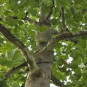 Platanus x hispanica - 1