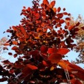 Fagus sylvatica 'Atropunicea' - 1