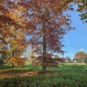 Fagus sylvatica 'Atropunicea' - november 2025