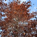 Fagus sylvatica 'Atropunicea' - 3