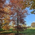 Fagus sylvatica 'Atropunicea' - 4