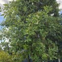 Quercus ilex - Foto 4