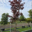 Acer palmatum 'Bloodgood' - 3