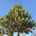 Ilex 'Nellie R. Stevens' - 1
