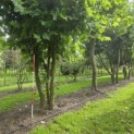 Platanus x Hispanica - 1