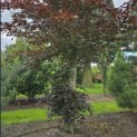 Fagus sylvatica 'Atropunicea' - Foto 1