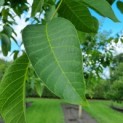 Juglans regia 'Buccaneer' - Afbeelding 1