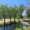 Salix Alba - sfeer voorbeeld