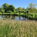 Salix Alba - sfeer voorbeeld 2