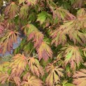 Acer palmatum 'Aconitifolium' - Foto 2