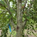 Cercidiphyllum japonicum - 4