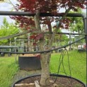 Acer palmatum 'Fireglow' - Foto 2