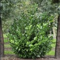 Prunus laur. Rotundifolia - Foto 1