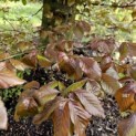 Fagus sylvatica 'Atropunicea' - 4