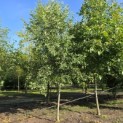 Malus domestica 'Lombarts' - 1