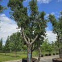 Quercus suber - 2