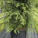 Tsuga canadensis - Foto 4