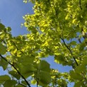 Fagus sylvatica 'Zlatia' - Foto 3