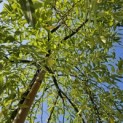 Sophora Japonica 'Pendula' - 3