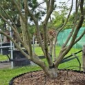 Cornus kousa 'Milky Way' - Foto 1